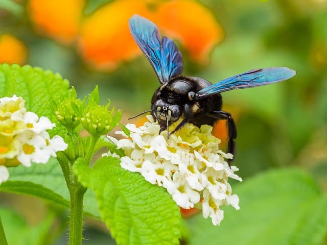 HANA HONEY – POWERFUL NATURAL HONEY WITH TA60+ ACTIVITY