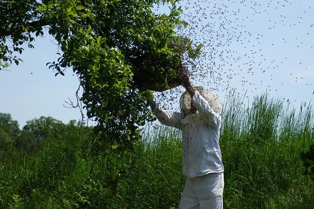 honey video