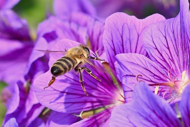CAN HONEY HELP YOU LOSE WEIGHT? FACTS, TIPS & BEST USAGE - view 2