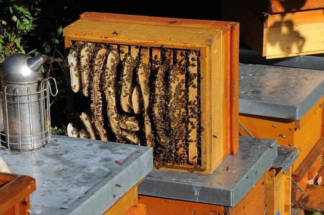 SHOULD YOU DRINK HONEY IN THE MORNING? DETOX, ENERGY & BEAUTY BENEFITS - view 2