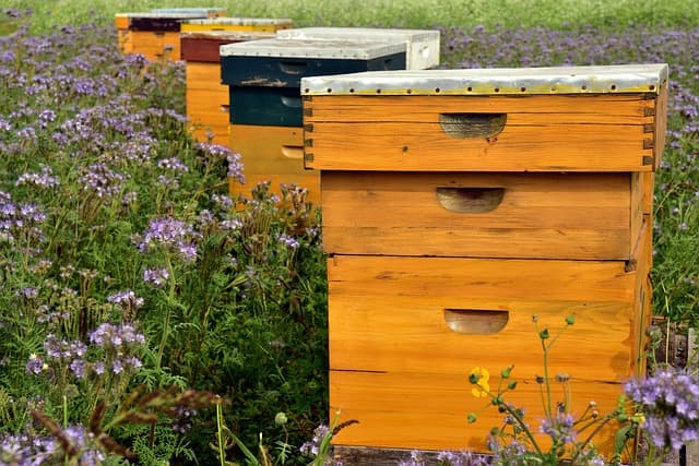 WHY RAW HONEY IS BETTER THAN PROCESSED HONEY – THE TRUTH BEHIND THE BUZZ