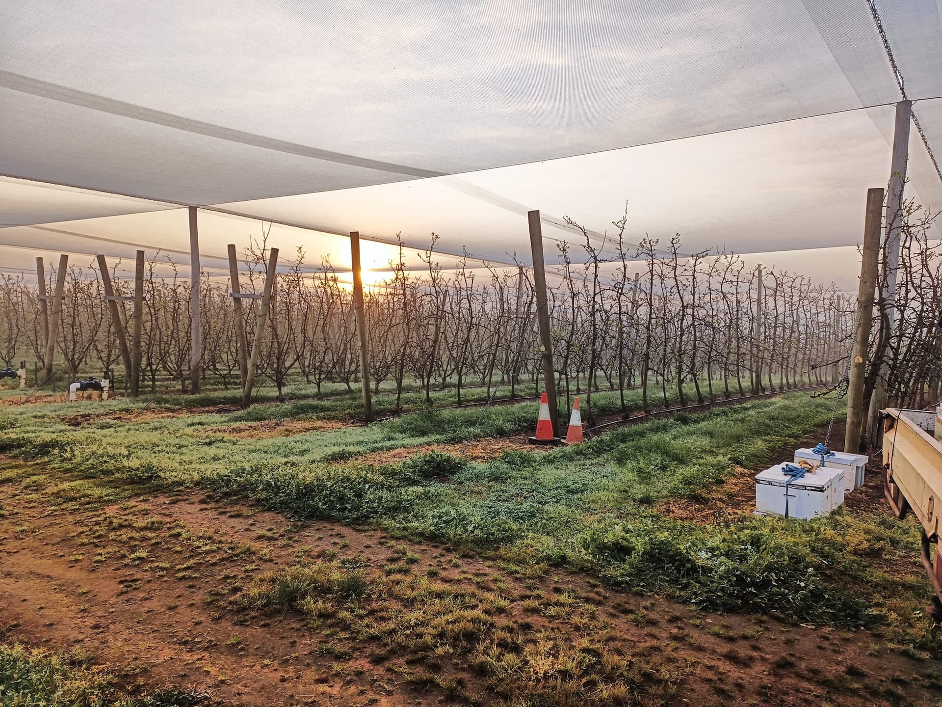 HANA HONEY – POWERFUL NATURAL HONEY WITH TA60+ ACTIVITY - view 2